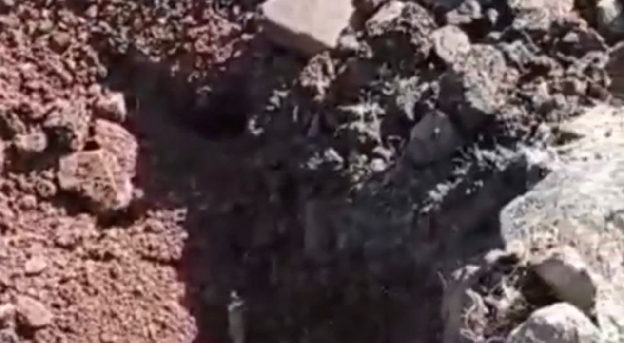 İnek kuduz oldu! Mahalleli karantinaya alındı